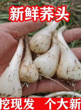 荞子头新鲜藠头茭头现发现挖农家自种精选大个蒜白糖醋江西四川