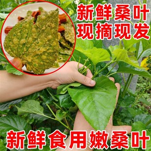 食用嫩桑叶 泰顺特产 新鲜现摘精选嫩桑树叶香酥脆叶炸脆叶原材料