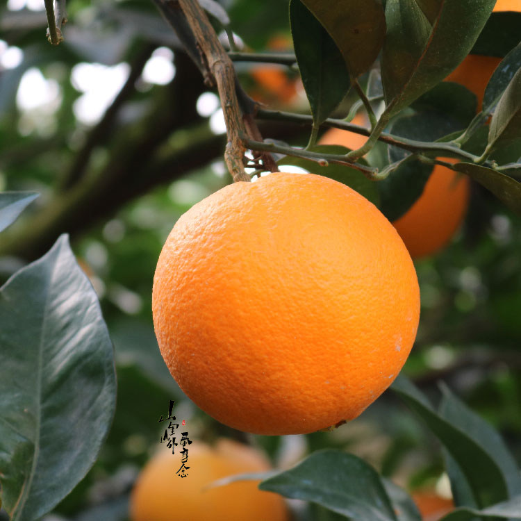 泰顺百丈 脐橙 橙子新鲜水果 大果包邮优质蜜甜柑橘 冰糖橙,水产肉类/新鲜蔬果/熟食,其它,淘宝优惠券,粉丝福利购,淘宝优惠卷
