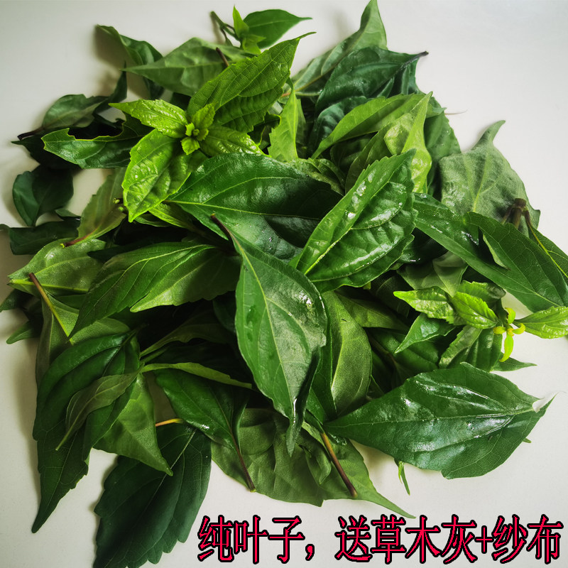 顺丰包邮500g观音柴叶子神仙叶子现摘泰顺特产豆腐柴斑鸠叶绿豆腐