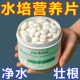 水培植物增氧片净水片营养片防臭水促生根浑水水培花卉通用净水片