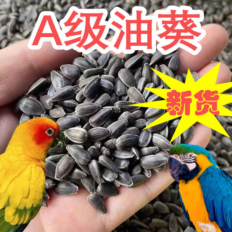 油葵小瓜子鹦鹉鸟粮饲料生黑珍珠零食奖励虎皮鸟食红花籽玄凤仓鼠