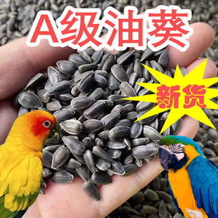 生黑珍珠小瓜子油葵籽鹦鹉鸟食饲料仓鼠零食鸟粮鸽粮麻子零食新粮
