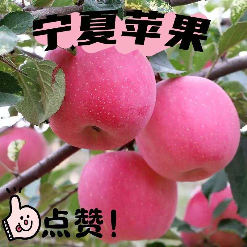 创原力态宁夏75-95红富士