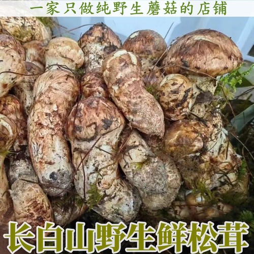 2026年新鲜东北松茸长白山特产纯野生鲜松茸出口级不开伞小蘑菇头