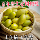 现摘现发正宗金灶百年野生老树橄榄生吃回甘潮汕新鲜水果礼盒送礼