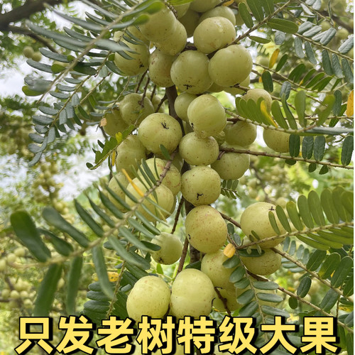 潮汕野生柿饼油甘果孕妇生吃煲汤