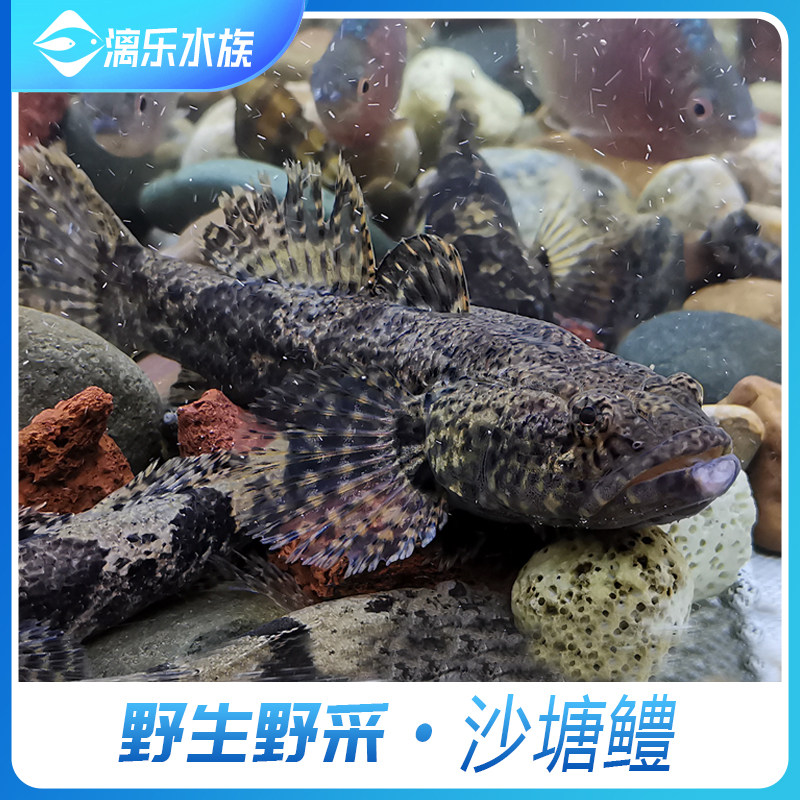 沙塘鳢冷水观赏鱼虎头鲨