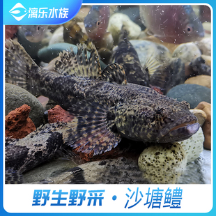 沙塘鳢冷水观赏鱼笋壳鱼竹壳鱼尖头肉食鱼凶猛虎头鲨原生鱼野采
