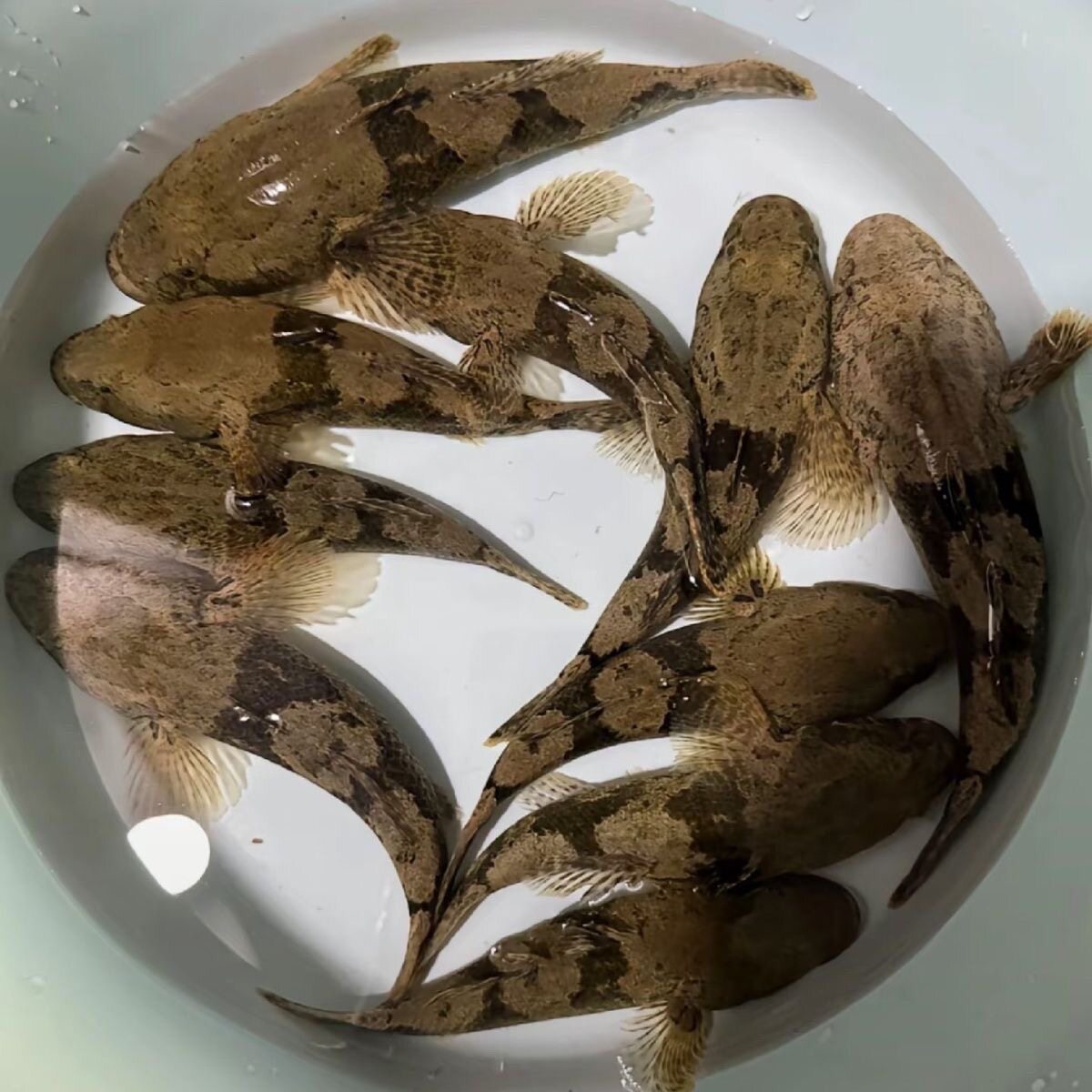 虎头鲨沙塘鳢笋壳鱼土布鱼冷水鱼淡水鱼苗原生鱼野采活的鱼