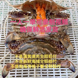 4两渤海湾满黄满肉梭子蟹飞蟹鲜活包邮保鲜不包活可录制发货视频