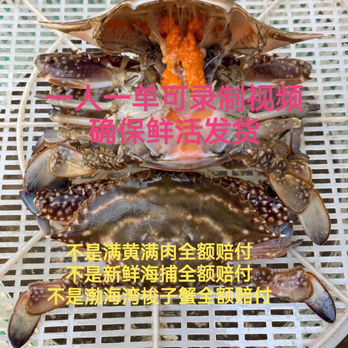 4两渤海湾满黄满肉梭子蟹飞蟹鲜活包邮保鲜不包活可录制发货视频