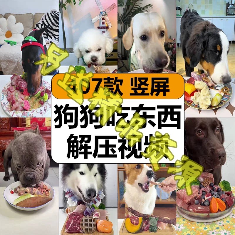 狗狗吃东西肉水果蔬菜原声咀嚼吃播减解压高清竖屏抖音短视频素材