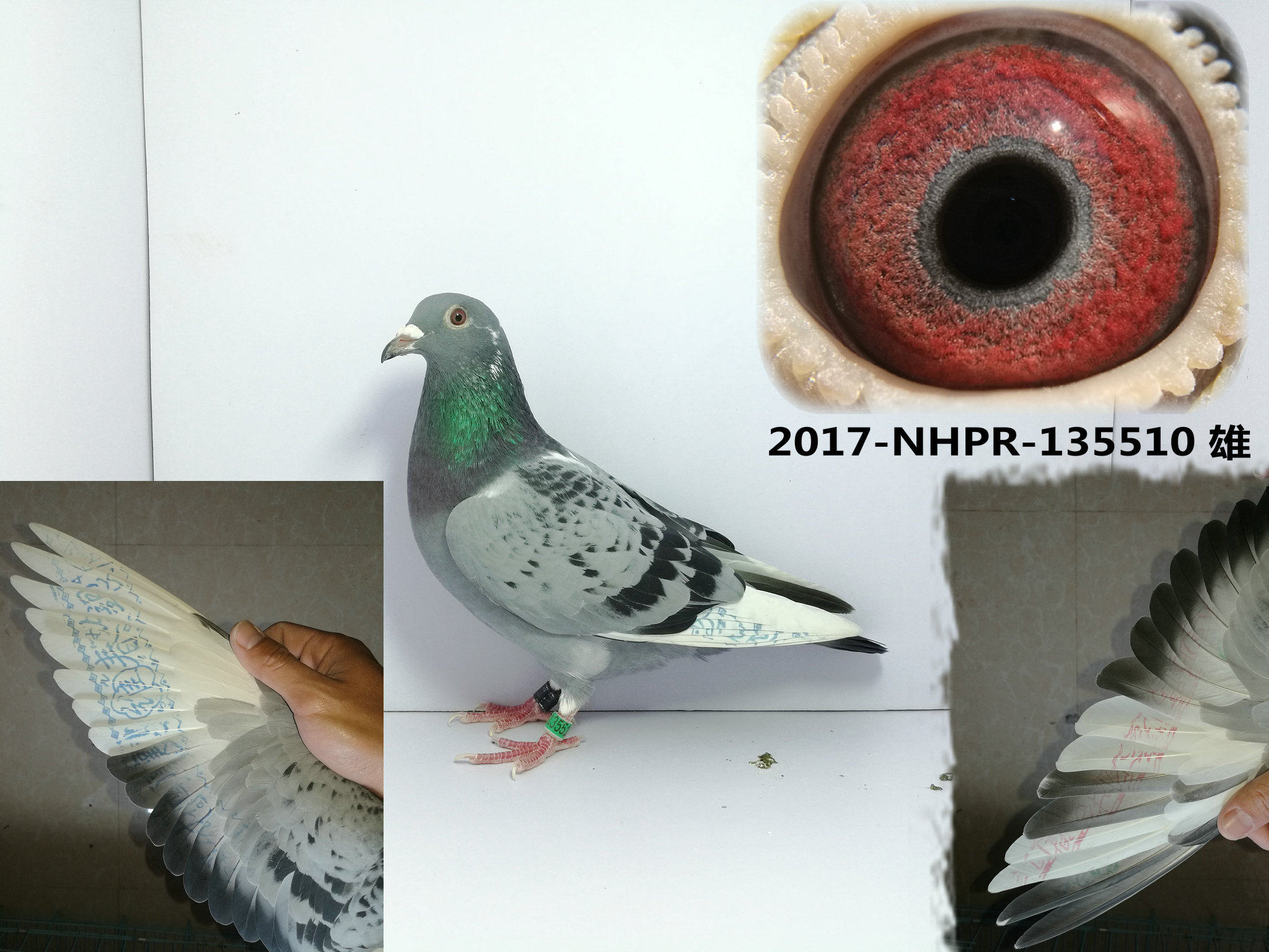 2017年保真台鸽 台湾赛鸽 信鸽 种鸽 高赌注台鸽 成绩鸽