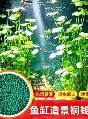 铜钱金钱草种子水养种籽水培土培阳台室内庭院吸甲醛四季盆栽种
