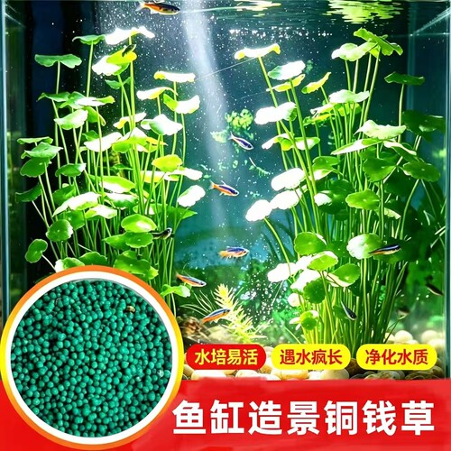 铜钱金钱草种子水养种籽水培土培阳台室内庭院吸甲醛四季盆栽种