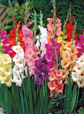 唐菖蒲剑兰种球多年生种球大花型耐寒耐热室外懒人四季可种浓香型