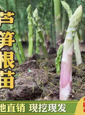 芦笋苗芦笋种根带土白青芦笋紫色水果芦笋庭院阳台盆栽四季蔬菜苗