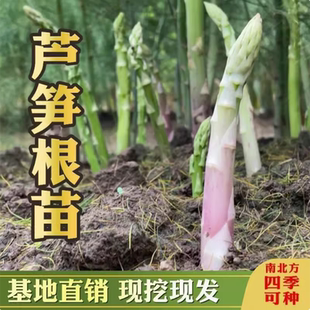 芦笋苗芦笋种根带土白青芦笋紫色水果芦笋庭院阳台盆栽四季蔬菜苗