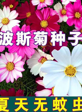 波斯菊花种子格桑花种子混色盆栽播种开花易活春播庭院室外花种籽