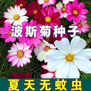 波斯菊花种子格桑花种子混色盆栽播种开花易活春播庭院室外花种籽