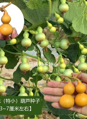 手捻小葫芦八宝特小迷你盆栽阳台庭院观赏金色文玩室内挂件车内