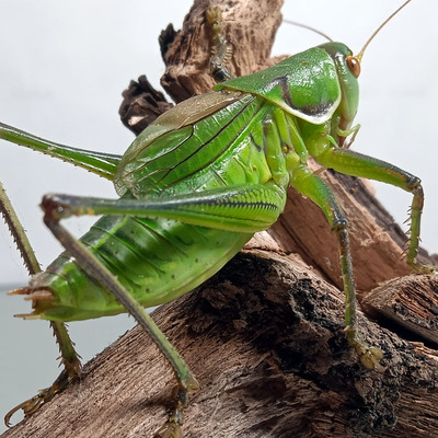 新脱绿蝈蝈铁皮蝈蝈鸣虫活虫