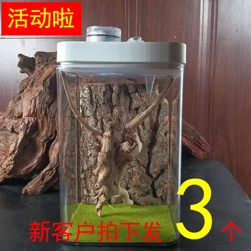 跳蛛蜘蛛螳螂饲养盒攀爬宠盒树蛙角蛙鸣虫蝈蝈生态盒甲虫透明盒子