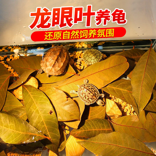 免煮乌龟龙眼叶腐皮养龟用品