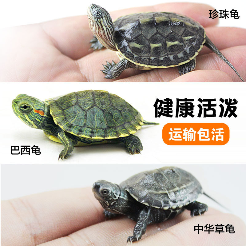小巴西苗中华草龟苗观赏龟宠物鳄龟乌龟活体珍珠龟中华花龟鳄鱼龟在类目 宠物/宠物食品及用品, 水族世界, 龟/鳖中 - 来自Buy2taobao.com提供专业的淘宝代购服务