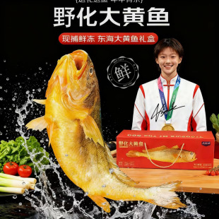 深海野化大黄鱼礼盒礼品新鲜活冻鼎盛鸿生态半野化生黄瓜黄花鱼