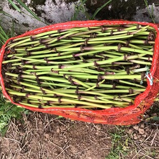 川芎种苗药材盆栽优质苓子川芎种子新鲜苓子无杂质现在是种植时间