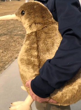 新西兰仿真几维鸟公仔大KIWI几维鸟抱枕鹬鸵奇异鸟无翼奇威鸟礼物