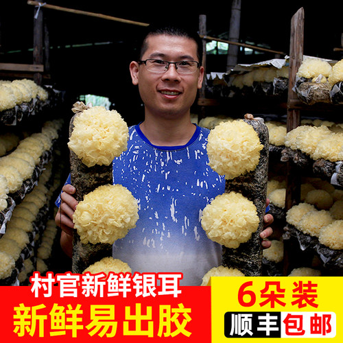 现摘现发新鲜银耳6朵装