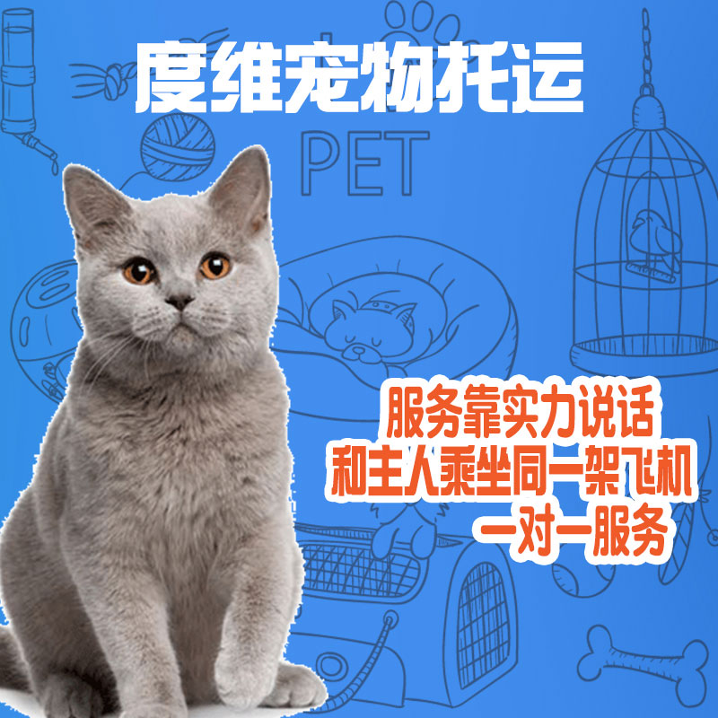 宠物托运服务猫咪狗兔子空运空调专车广州深圳上海北京武汉郑州