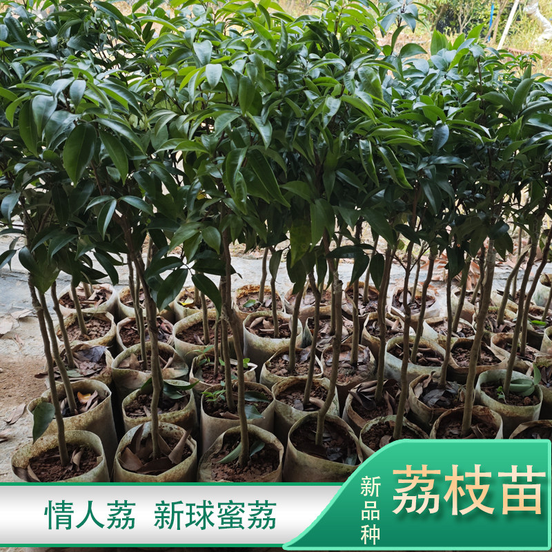 广州增城果苗新品种荔枝树苗情人荔中国红新球蜜星球绿原土带叶