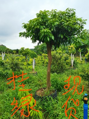 增城挂绿荔枝果树苗带叶原土布袋