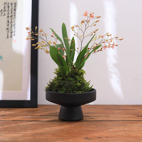 文心兰梦香兰小兰花迷你花卉