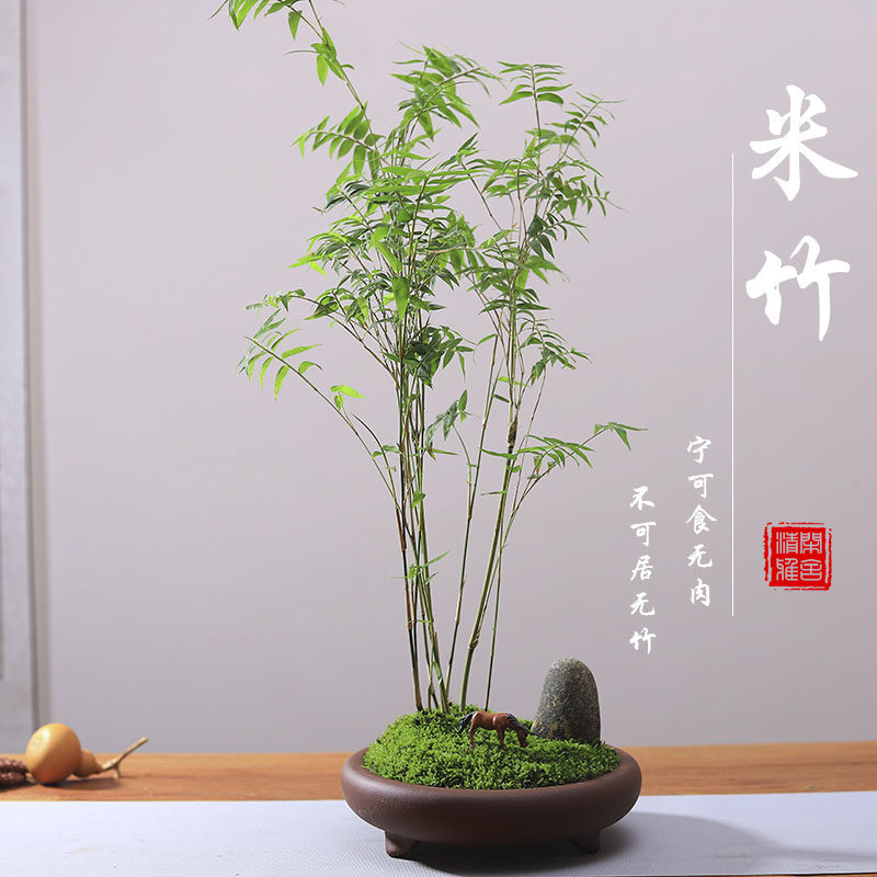 米竹盆栽办公室绿植桌面盆景茶几禅意植物四季常青凤尾竹竹子盆景