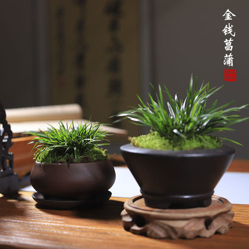 金钱菖蒲盆景水培植物办公室绿植桌面盆栽文人草随手香虎须黄金姬