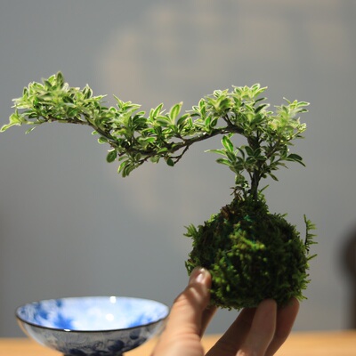 金边悬崖六月雪苔藓球绿植