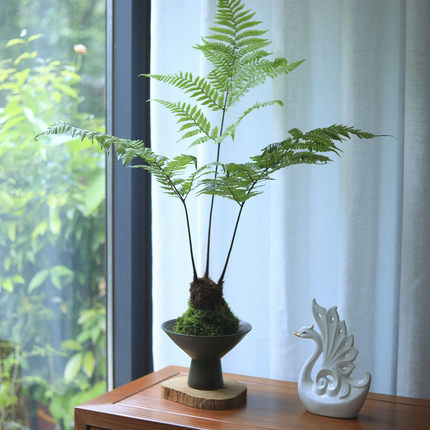 苔藓球绿植水培植物蕨类植物红磷蕨客厅茶室桌面小盆栽净化空气