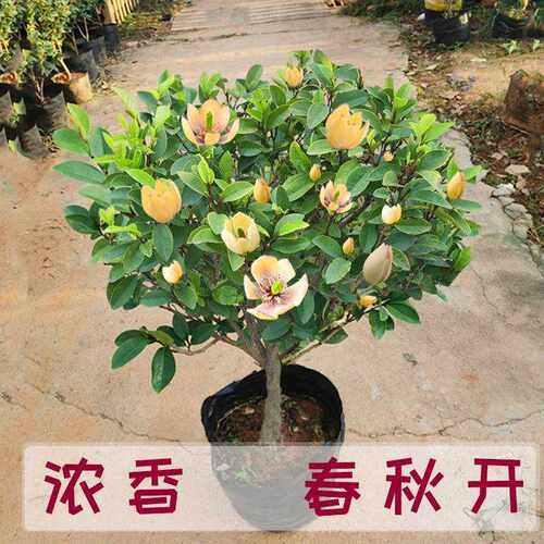 含笑花苗盆栽室内阳台浓香型庭院地栽大树苗南方四季开花耐寒植物