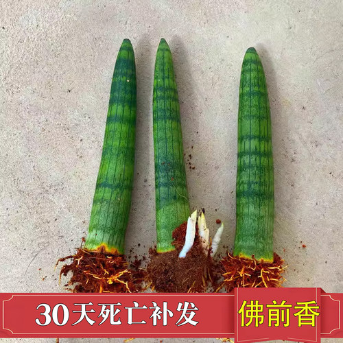 虎皮兰客厅【佛前香棒叶】室内植