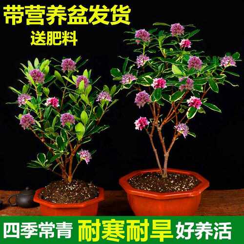 金边瑞香盆栽室内浓香型盆景冬季开花植物耐寒带花苞瑞香花苗老桩