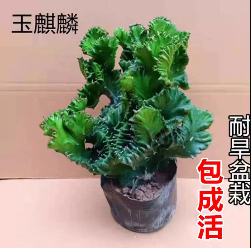 多肉植物玉麒麟盆栽植物仙人掌