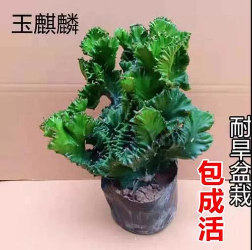 多肉植物玉麒麟盆栽植物仙人掌