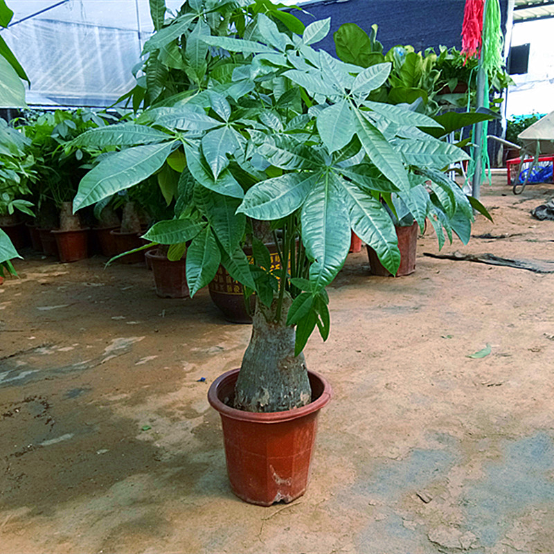 发财树室内招财植物植物发财客厅