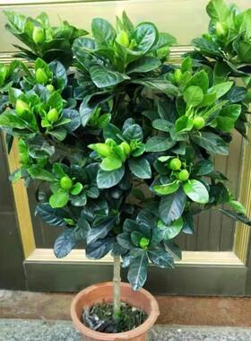 独杆栀子花盆栽带花苞老桩树苗室外大叶牡丹棒棒糖阳台浓香型花卉