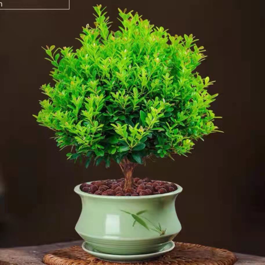 小叶赤楠盆景老桩植物办公室绿植室内盆栽好养活四季常青绿色植物